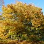 Zelkova ostrolistá (Zelkova serrata) - výška 40-60 cm, kont. C3L